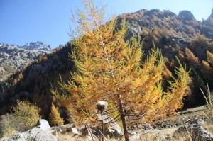 l'Automne