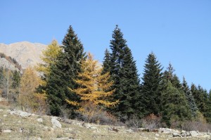 IMG_2113